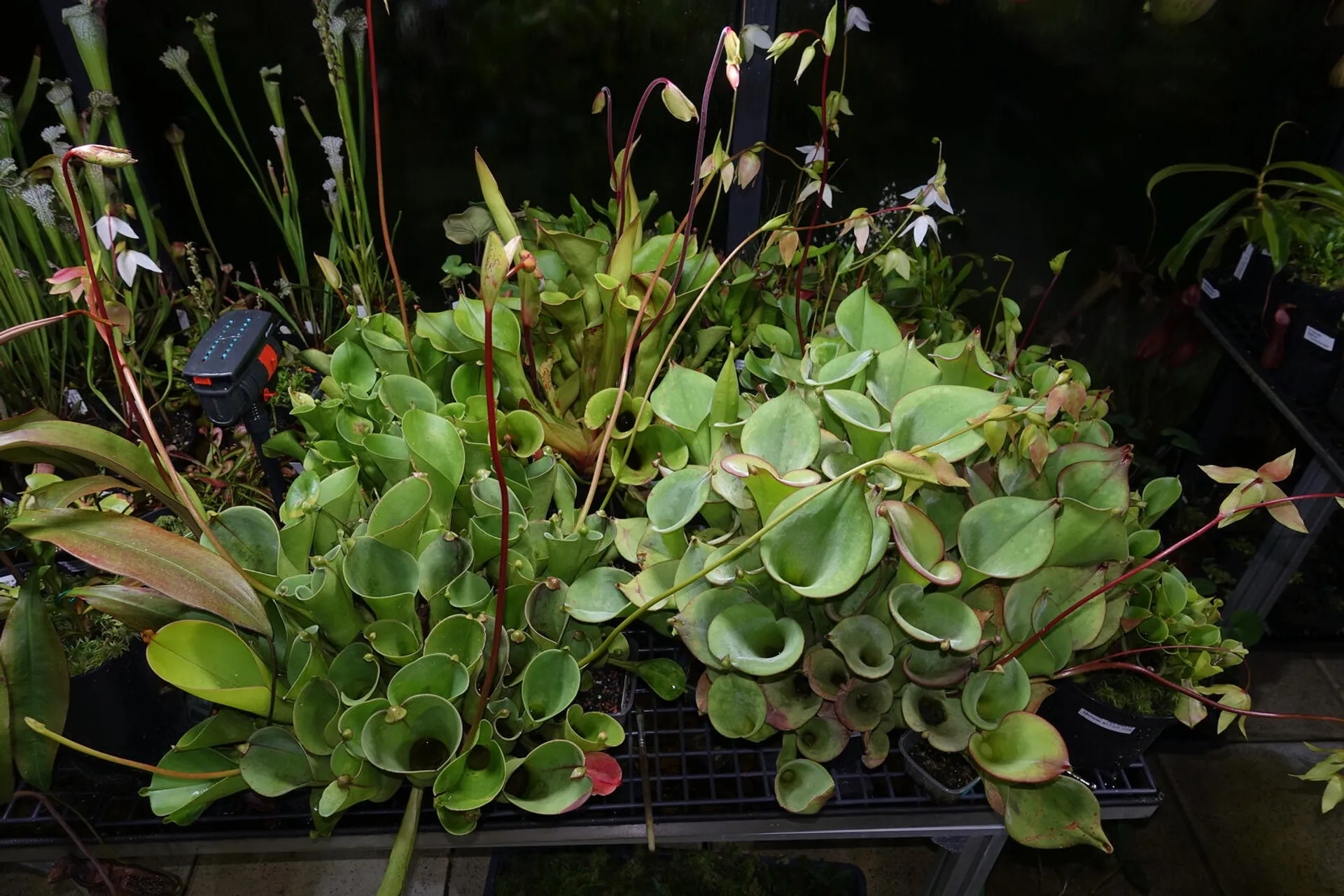 Greenhouse Q&A with grower Joachim Danz | Tom's Carnivores